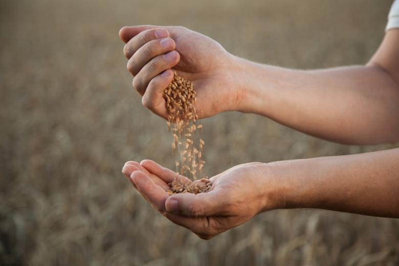 Пакистан в 2023 году закупил внушительные объёмы российской пшеницы
